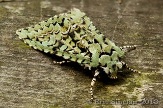 Merveille du Jour